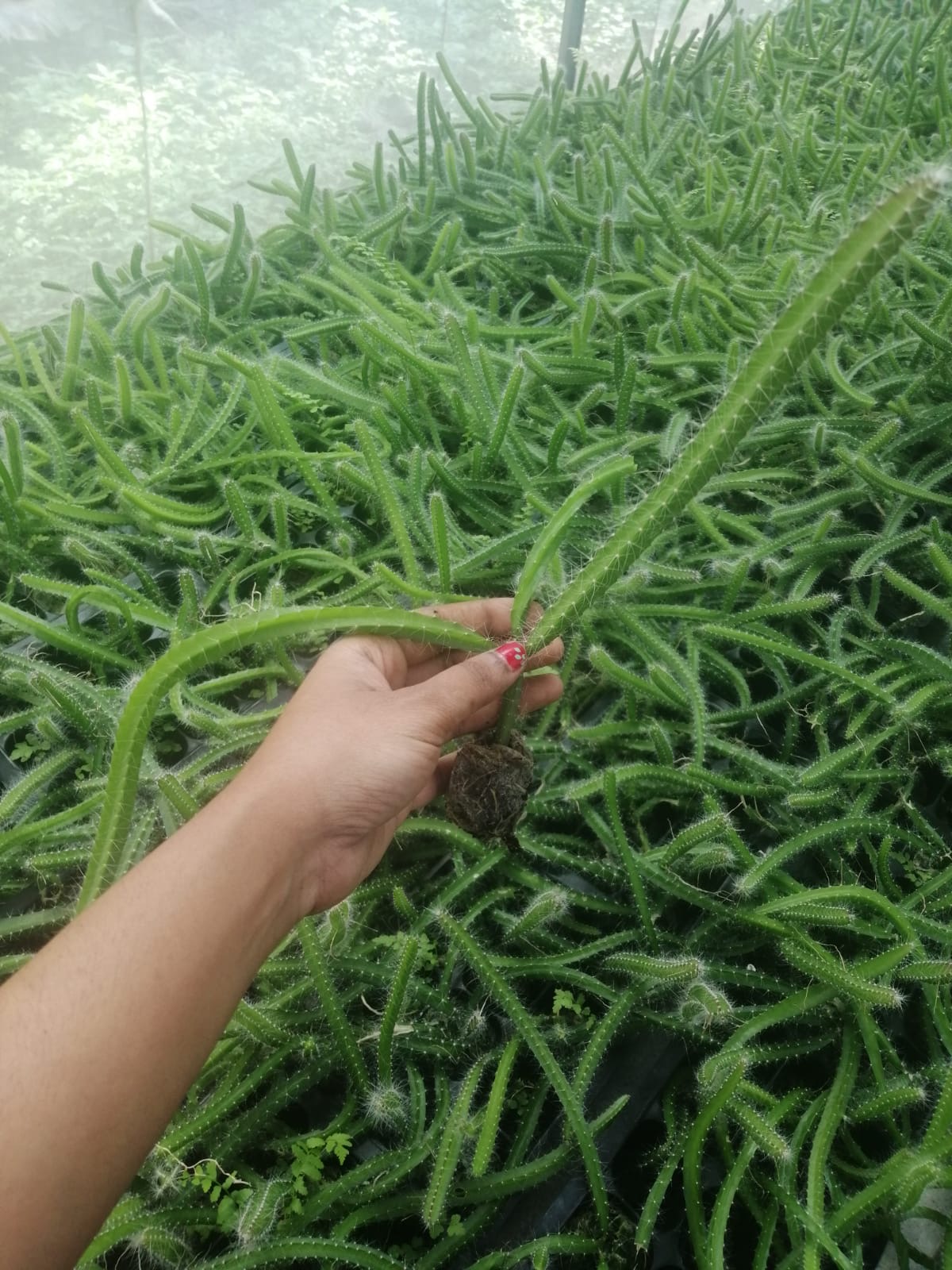 Hardened tissue-culture dragon fruit plant with root ball, held in TC PLANT nursery
