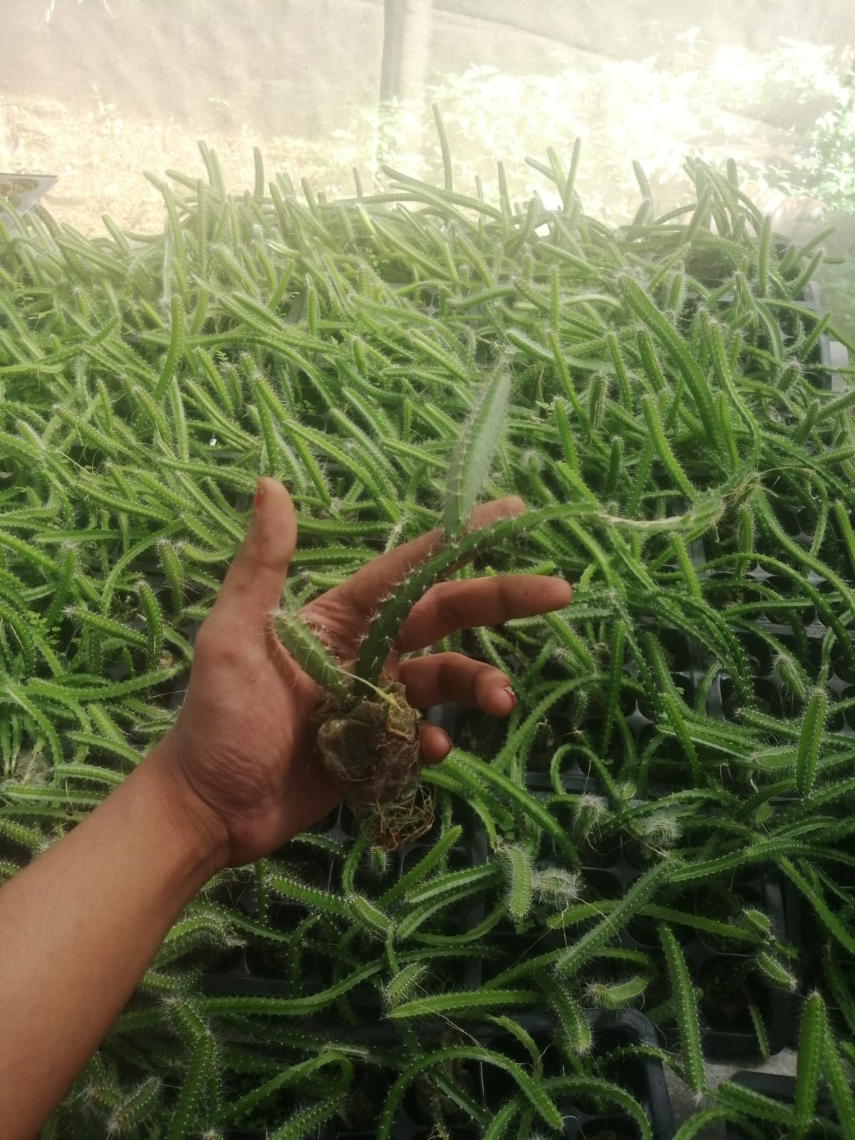 Rooted tissue-culture dragon fruit plant in TC PLANT nursery