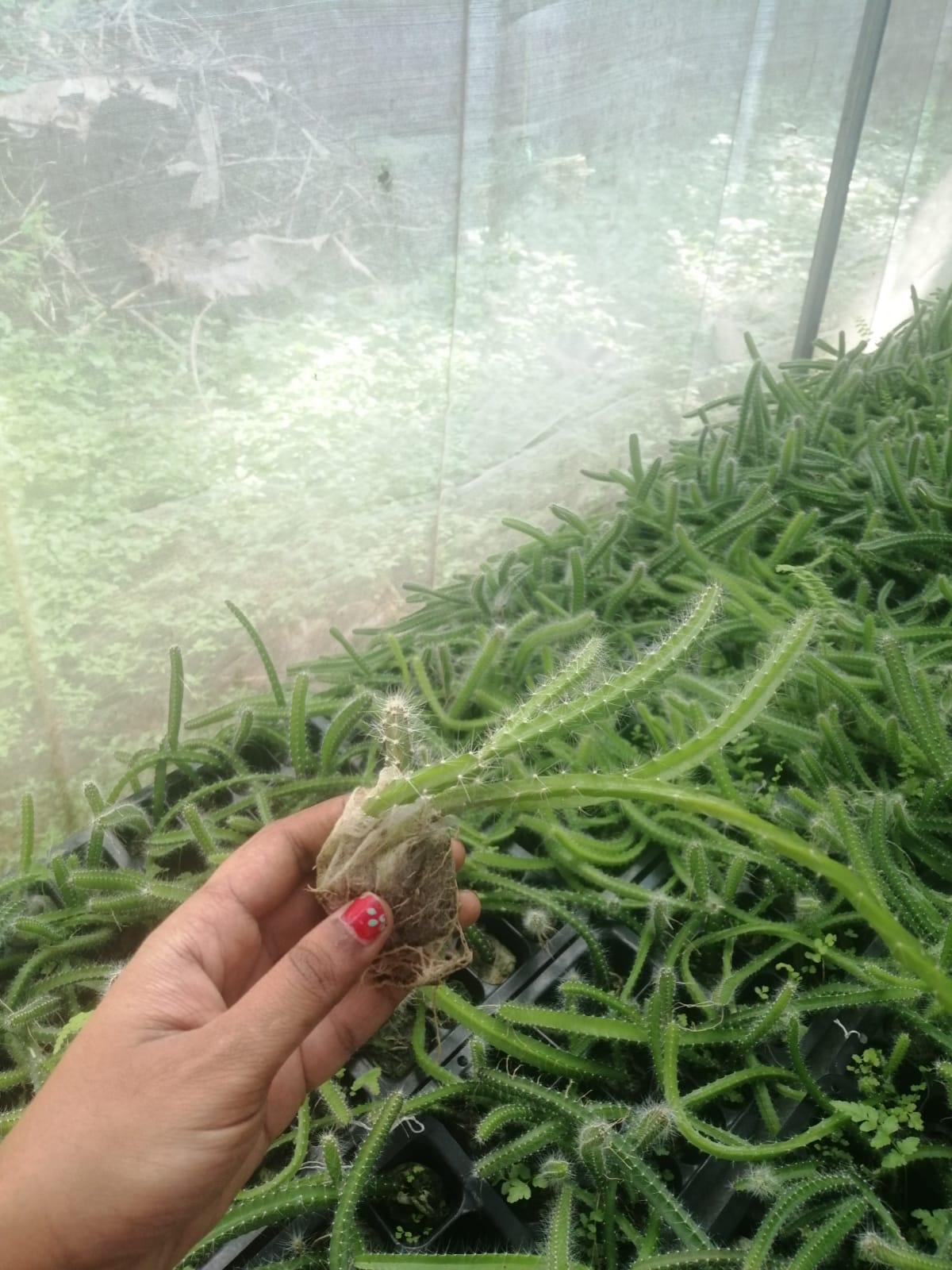 Dragon fruit plant showing healthy roots, TC PLANT nursery