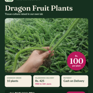 TC PLANT tissue-culture dragon fruit plants – Rs. 100 per plant
