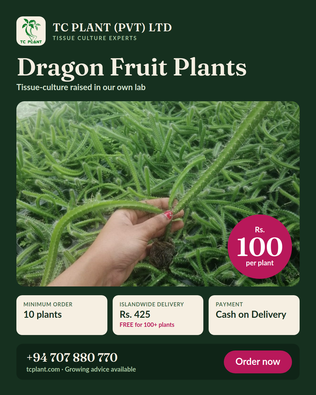 TC PLANT tissue-culture dragon fruit plants – Rs. 100 per plant
