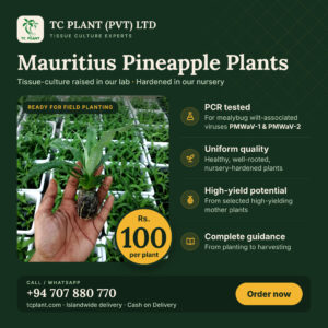 Tissue-culture Mauritius pineapple plants from TC PLANT, Rs. 100 per plant